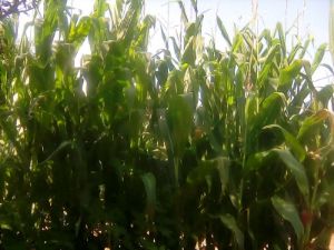 Picture of T`s Ultimate Farm, Maize
